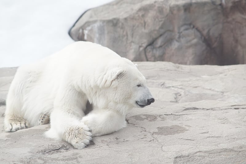 Polar Bear Encounters