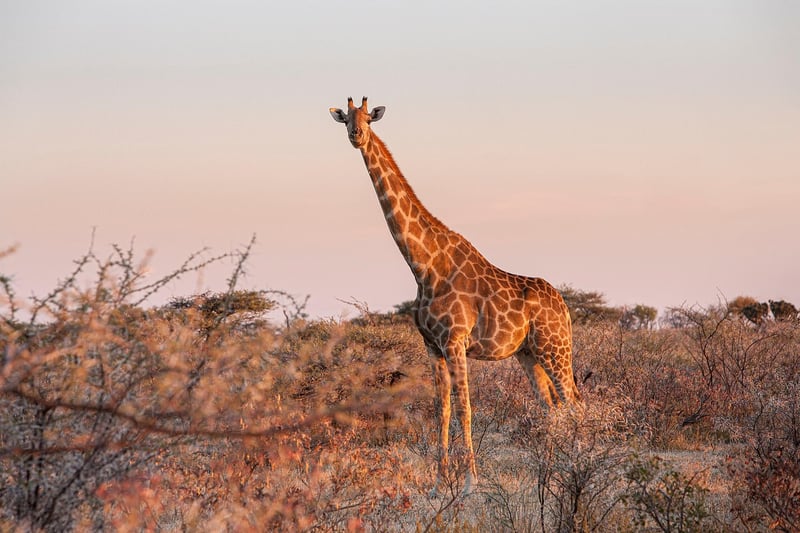 Sunset Safaris