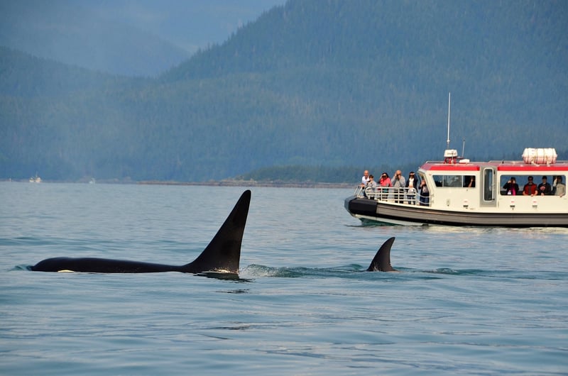 Whale Watching