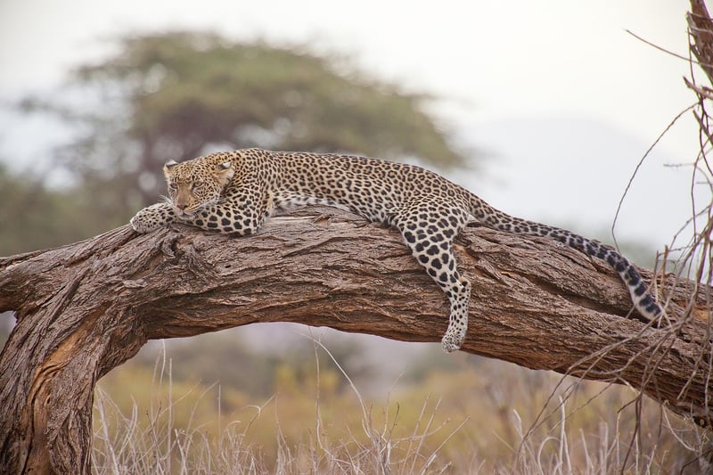 Maasai Mara National Reserve, Kenya