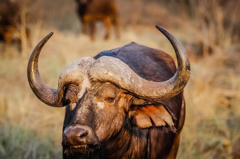 Serengeti National Park, Tanzania