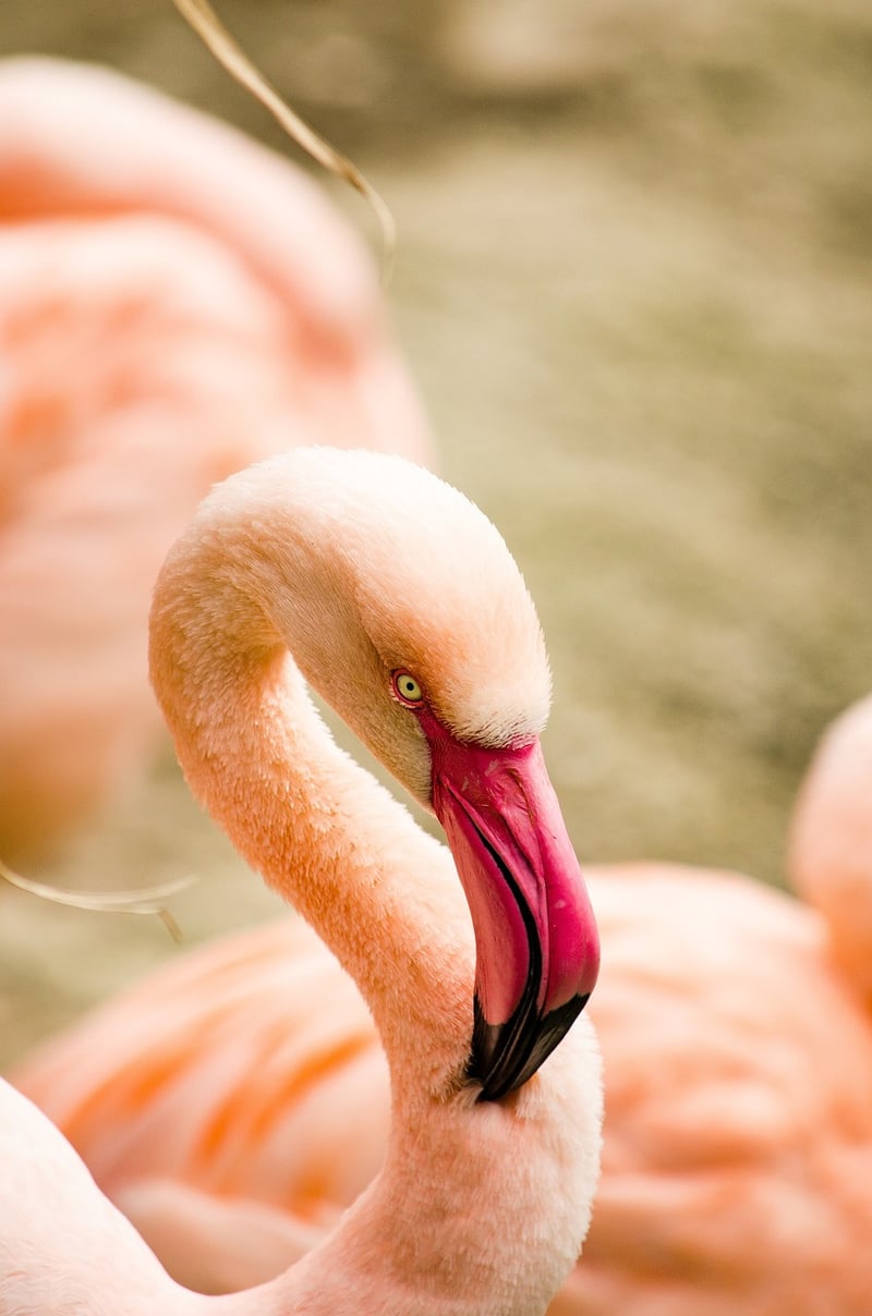 Lake Nakuru, Kenya
