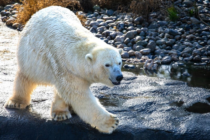 Polar Bear